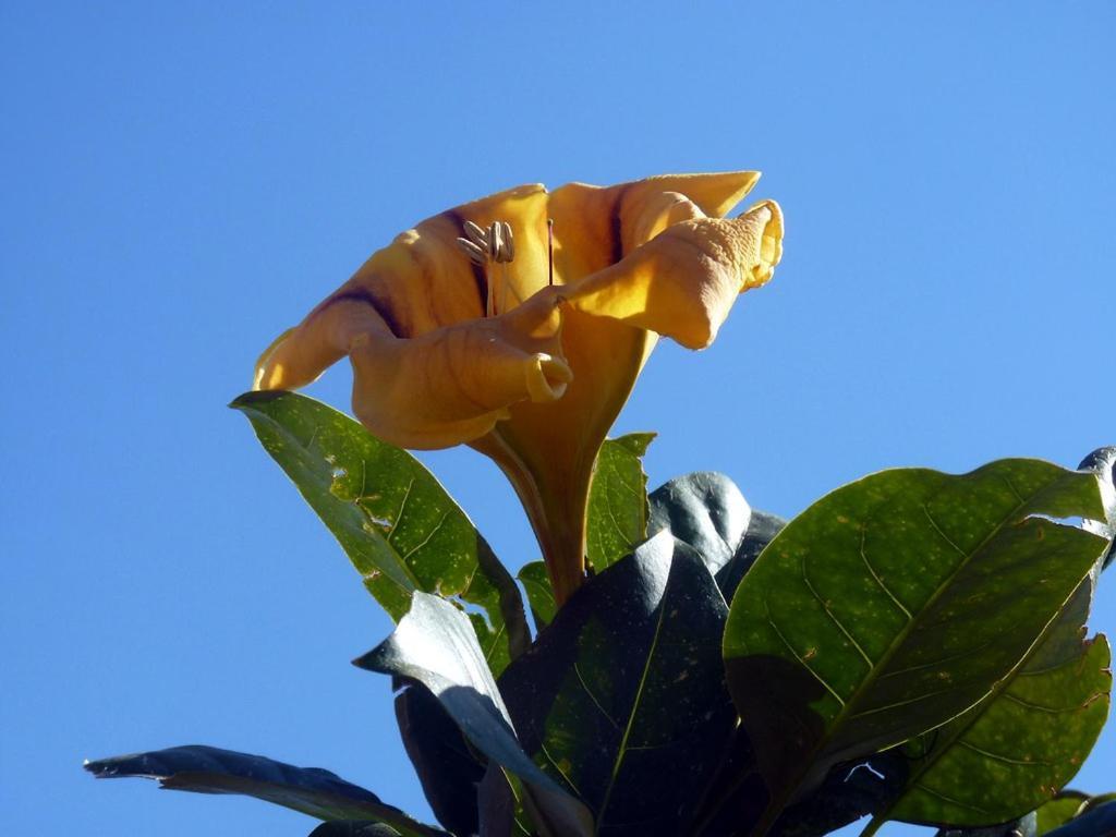 דירות פראינו Sea Side Solandra מראה חיצוני תמונה